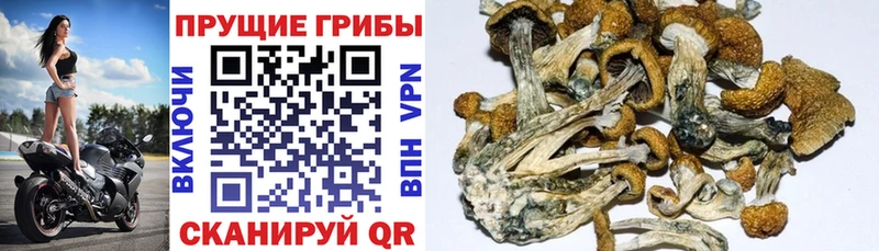 Галлюциногенные грибы Psilocybine cubensis Калтан